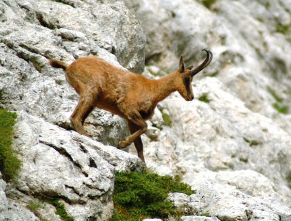 Camoscio d''Abruzzo Rupicapra pyrenaica ornata